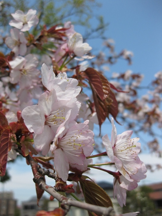 公園の桜.JPG