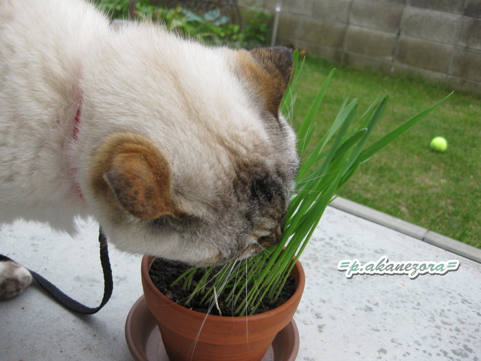 猫の草.jpg